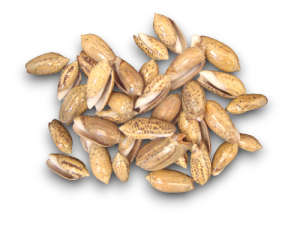 OLIVA FILIPINA