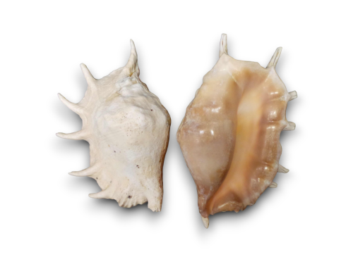 LAMBYS TRUNCAT 2ª CLASE