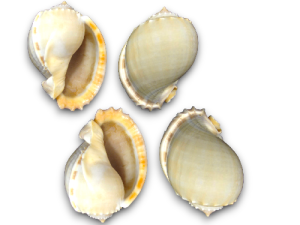 CASSIS BANDATUM 08-10cm pack 25