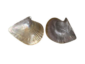 MADREPERLA 16-20cm