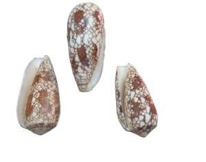 CONUS AULICUS 05cm