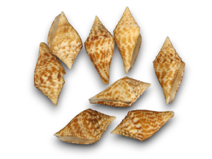CONUS SOBERBI 04cm