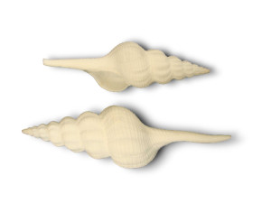 FUSINUS COLUS