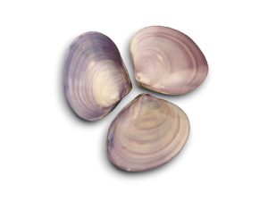 CLAM TIGRINA LILA PAREJA 09cm pack 25