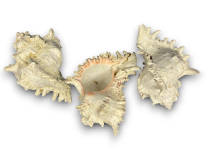 MUREX RAMOSUS BARROCO