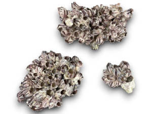 BERNACLES