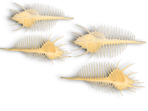 MUREX TRIRREMIS 09-12cm