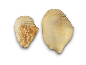 STROMBUS LACTISSIMUS