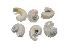 ANGARIA NACAR pack 50