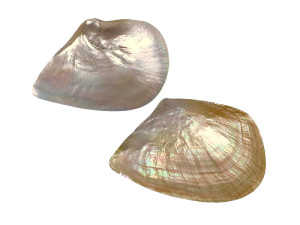 MADREPERLA 20cm