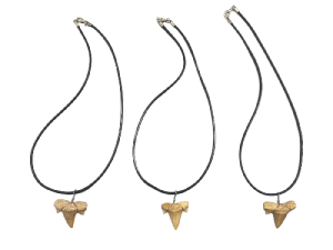 COLGTE.CA-22315 FOSIL SHARK