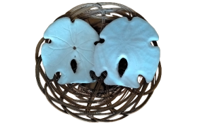 SAND DOLLAR BLCO. 9cm pack 10