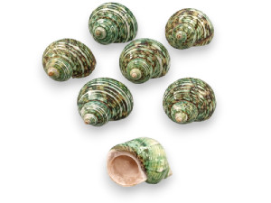 TURBO TURQUESA 06cm pack 25