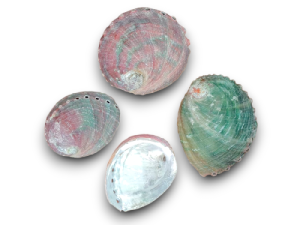 HALIOTIS ASILINUS NATURAL 10-12cm pack 25