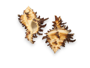 MUREX ENDIVIA 10cm pack 12