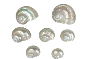 T. MARMORATUS NACAR