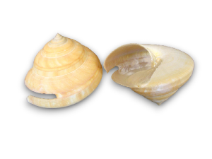 PDEROTROCHUS TERAMACHI 10-11cm