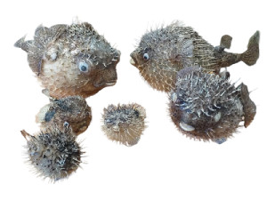 DIODON FISH
