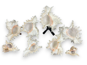 MUREX RAMOSUS