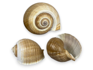 TONNA OLEARIUM