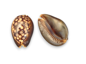 CYPRAEA MAURITANIA 09-10cm