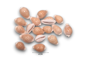 CYPRAEA MILLEARIS 04cm pack 25